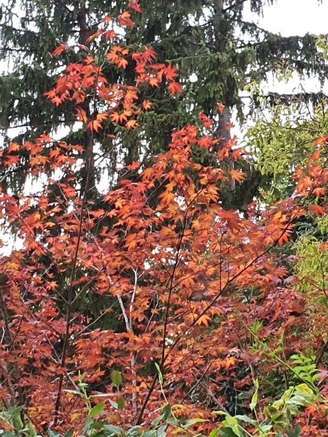 Japanese Maple 7
