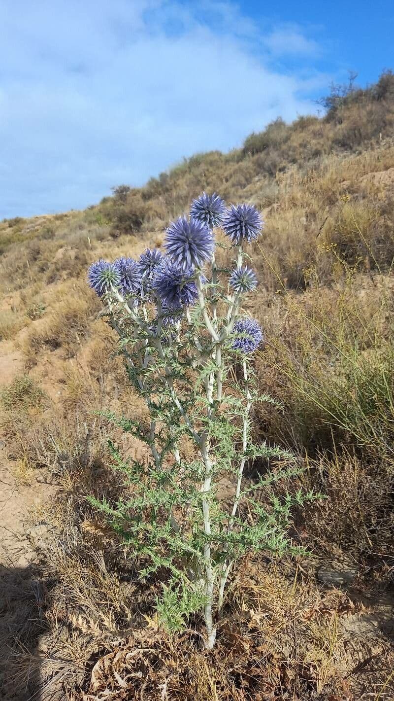 Globe thistle 28