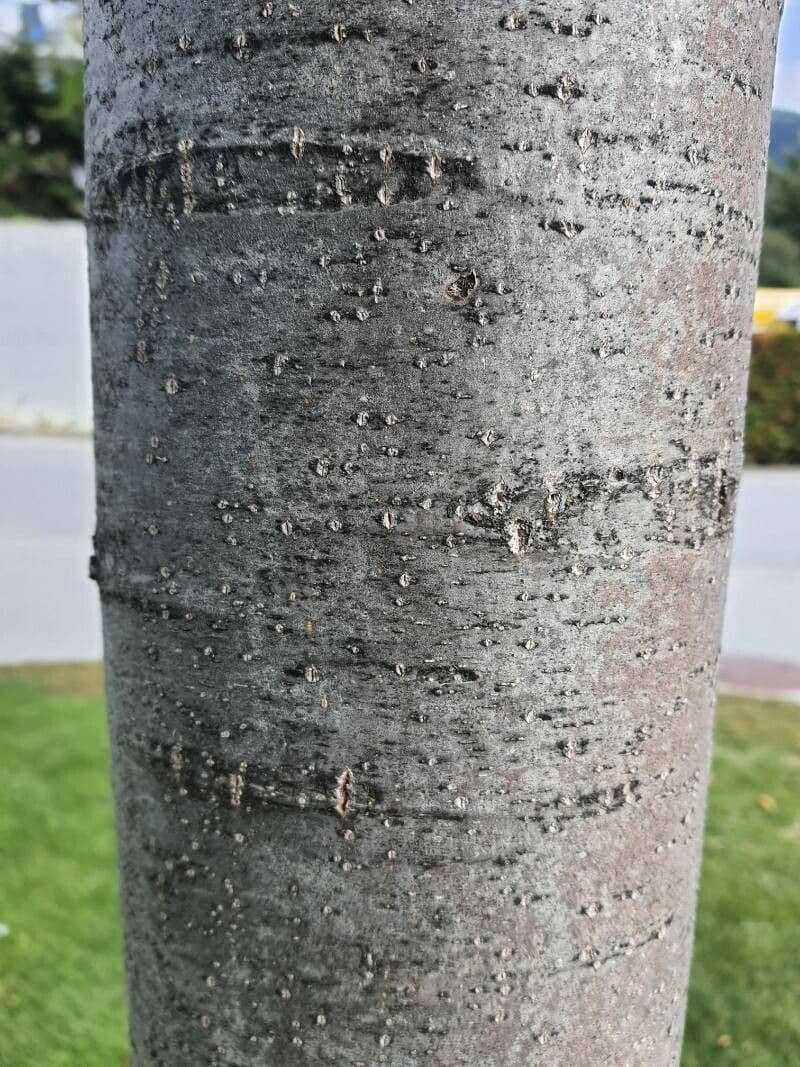 Japanese chestnut 24
