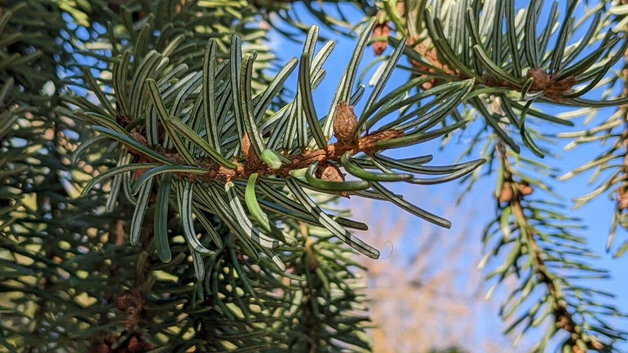 Serbian spruce 17
