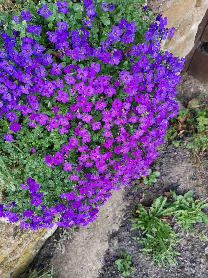 Aubretia 9