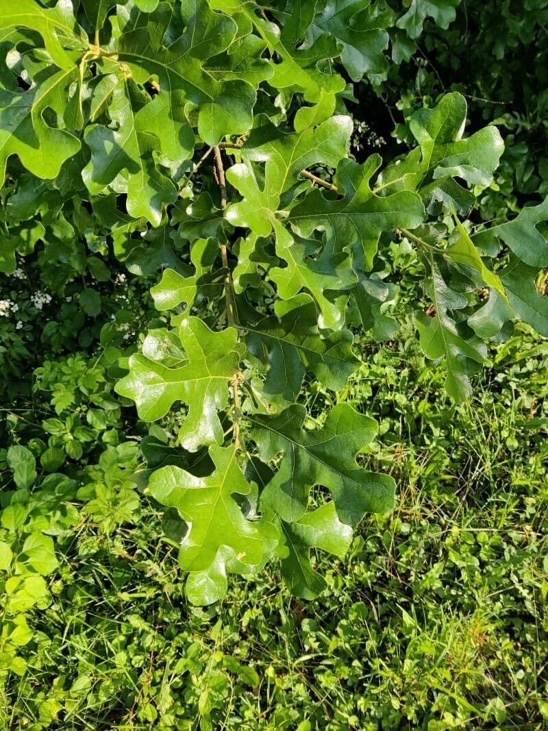 Post oak 7