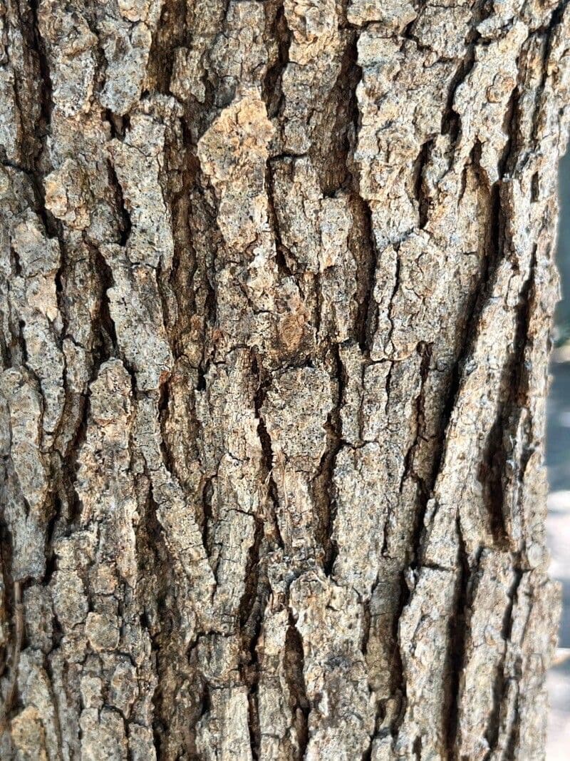 Post oak 14