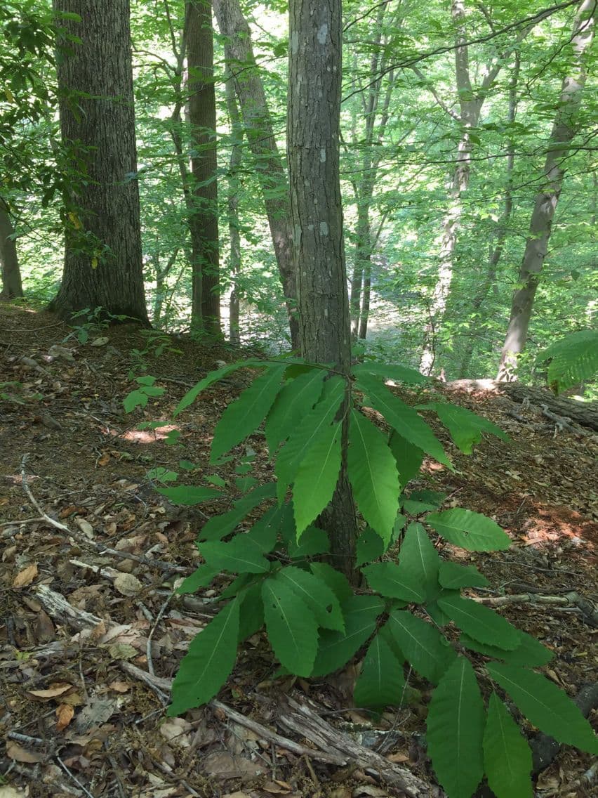 American chestnut 12