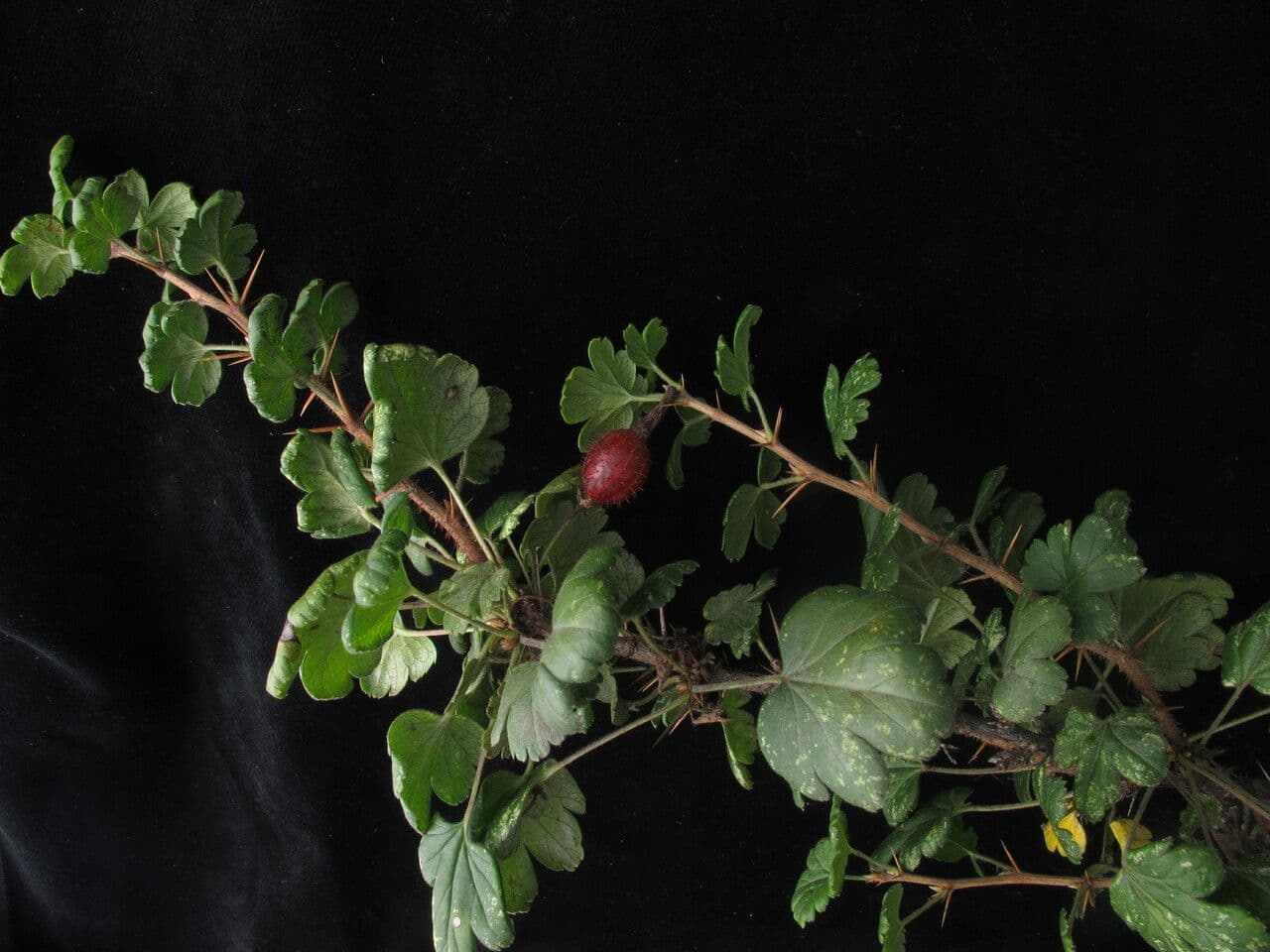 Alpine Currant 4