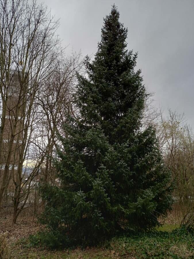 Serbian spruce 14