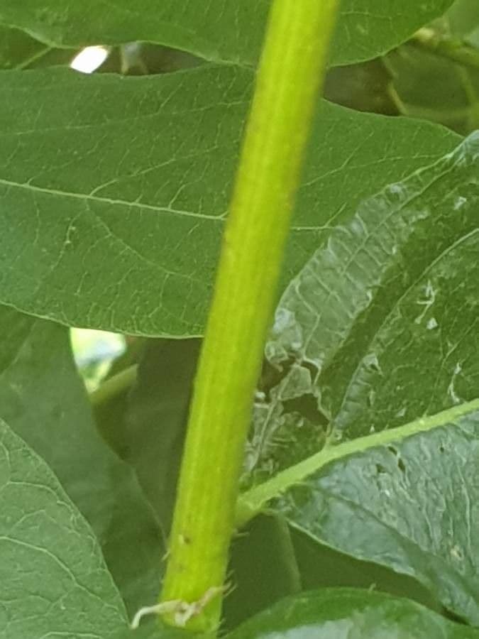 Blue honeysuckle 21