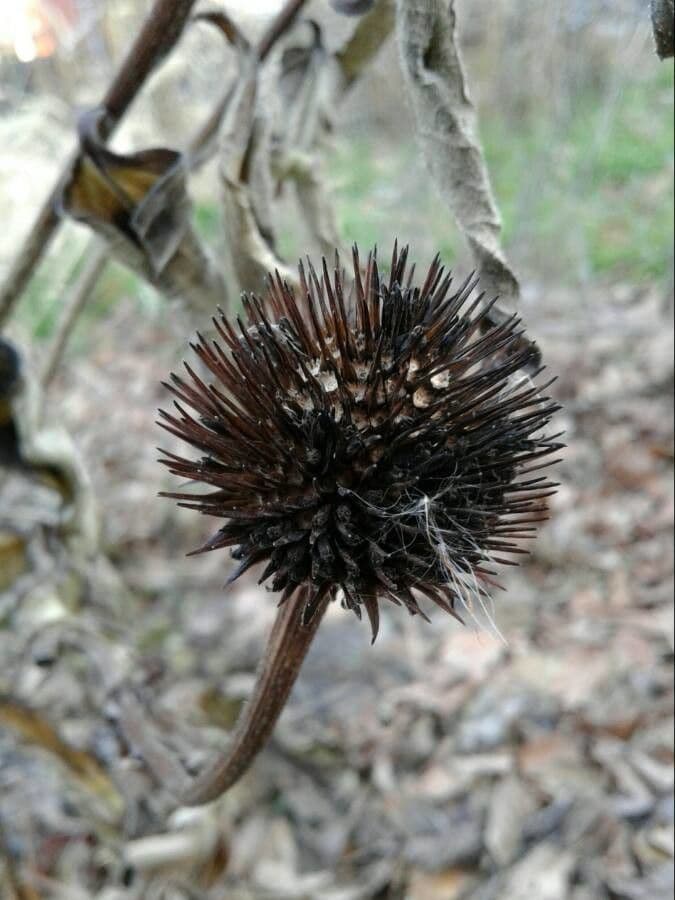 Eastern purple-coneflower 3