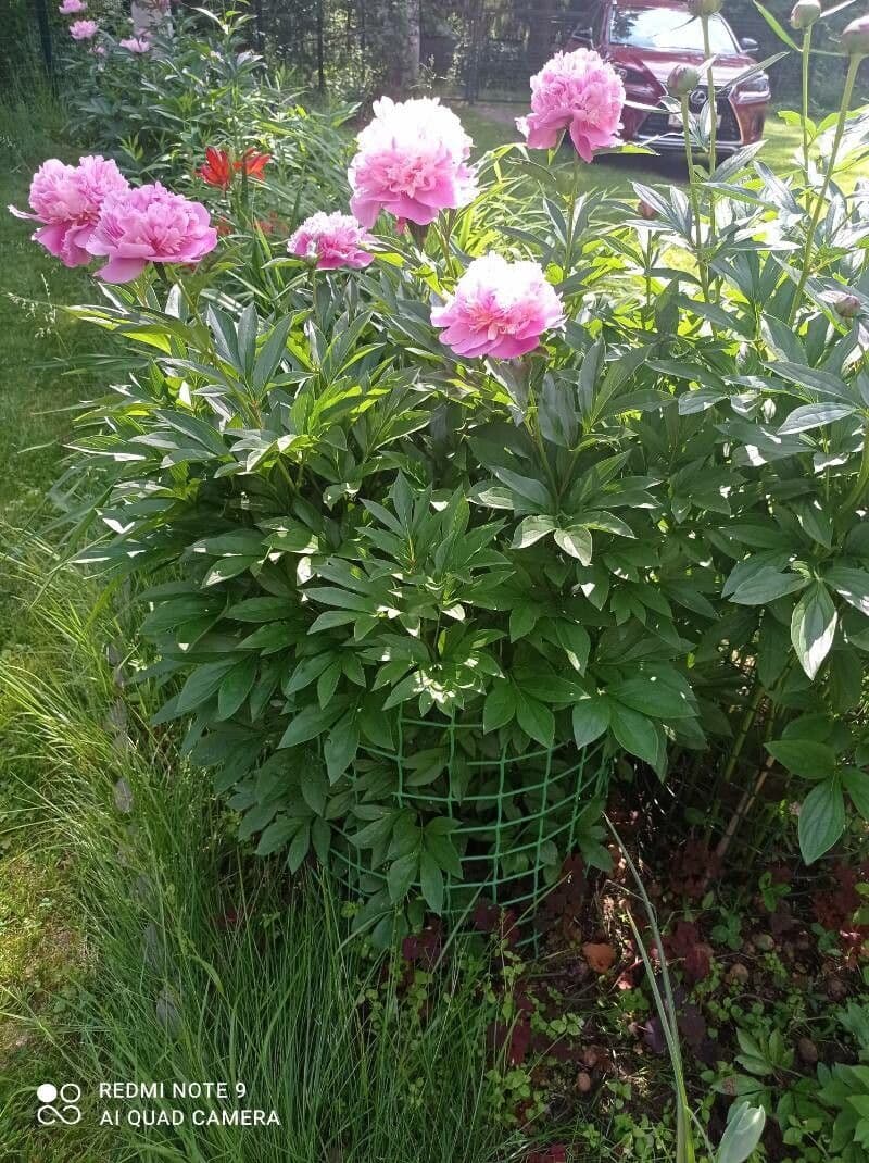 Common garden peony 15