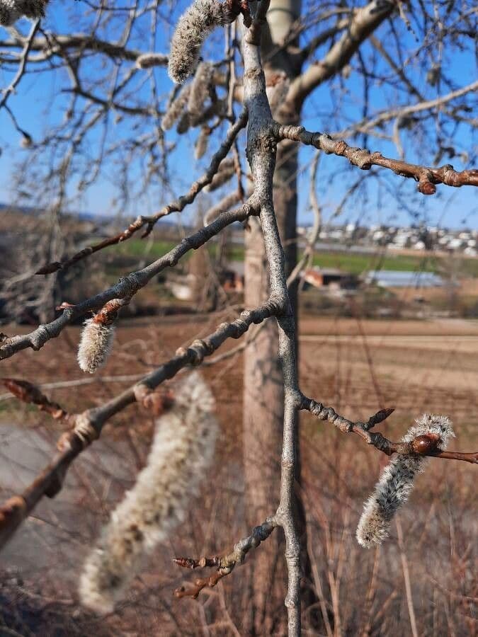 European aspen 9