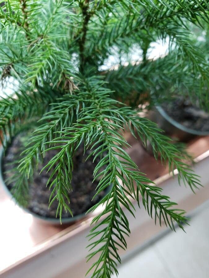 Japanese red-cedar 16