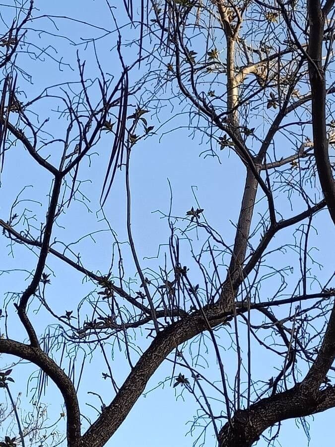 Northern catalpa 2