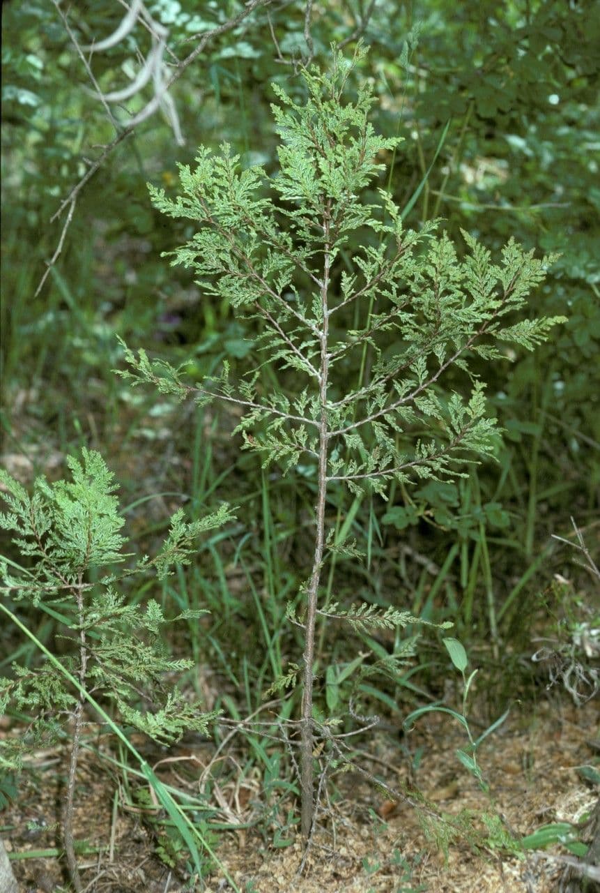 Chilean cedar