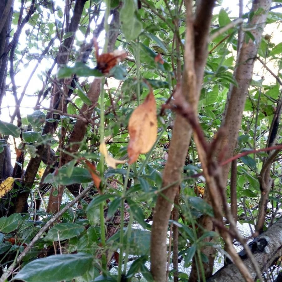 Laurustinus 22