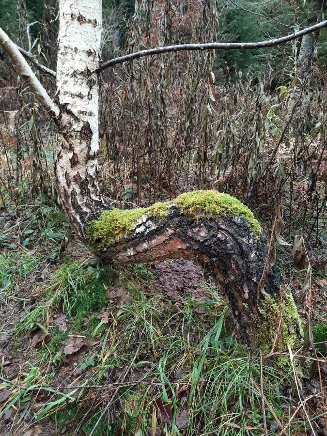 European white birch 15