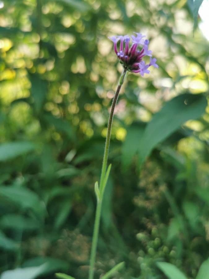 Argentine vervain 28