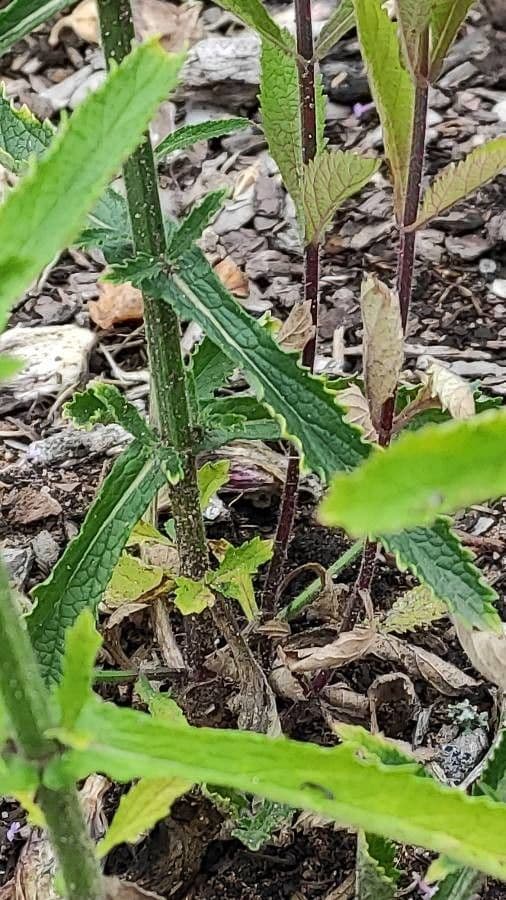 Argentine vervain 21