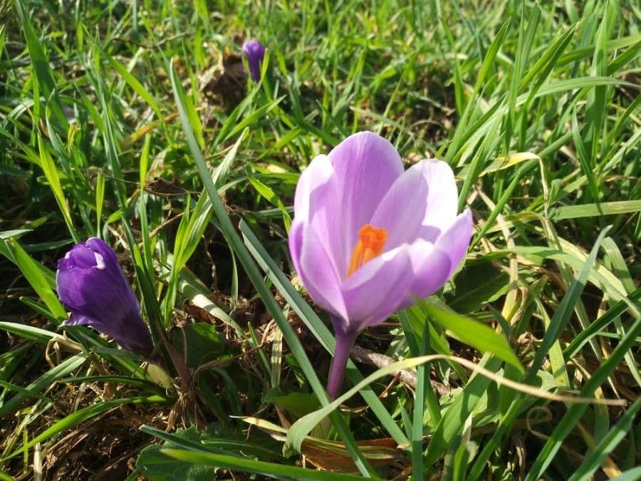 Spring crocus 8