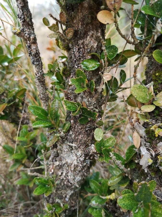 Caucasian boxwood 23