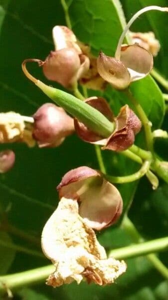 Indian-bean 3