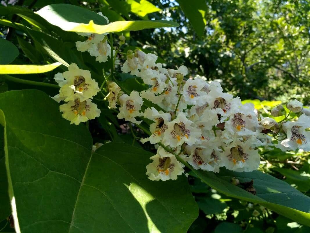 Chinese catalpa 7