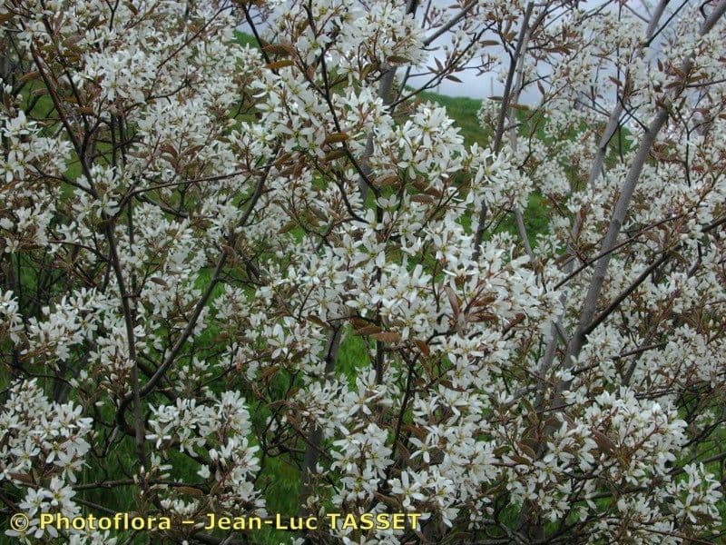 juneberry 29