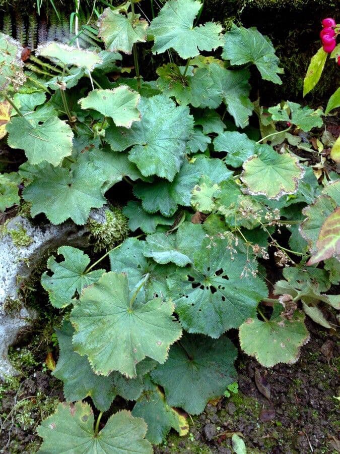 Garden lady's-mantle 13