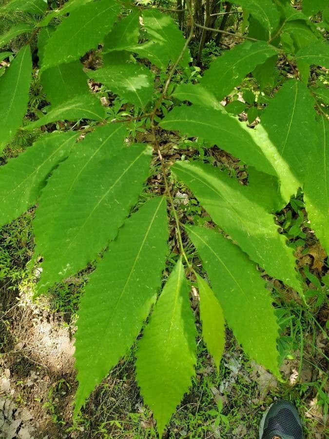 American chestnut 17