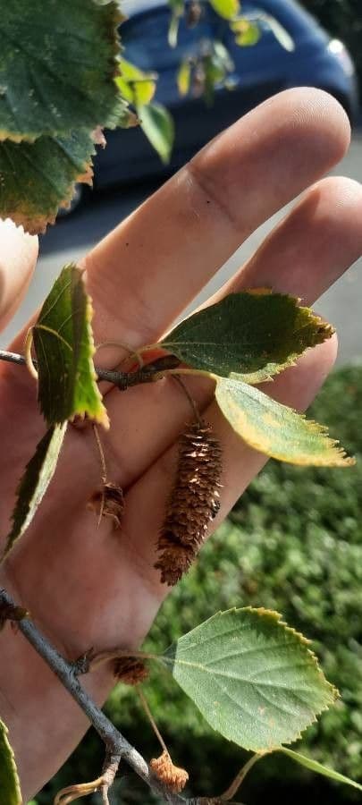 European white birch 29