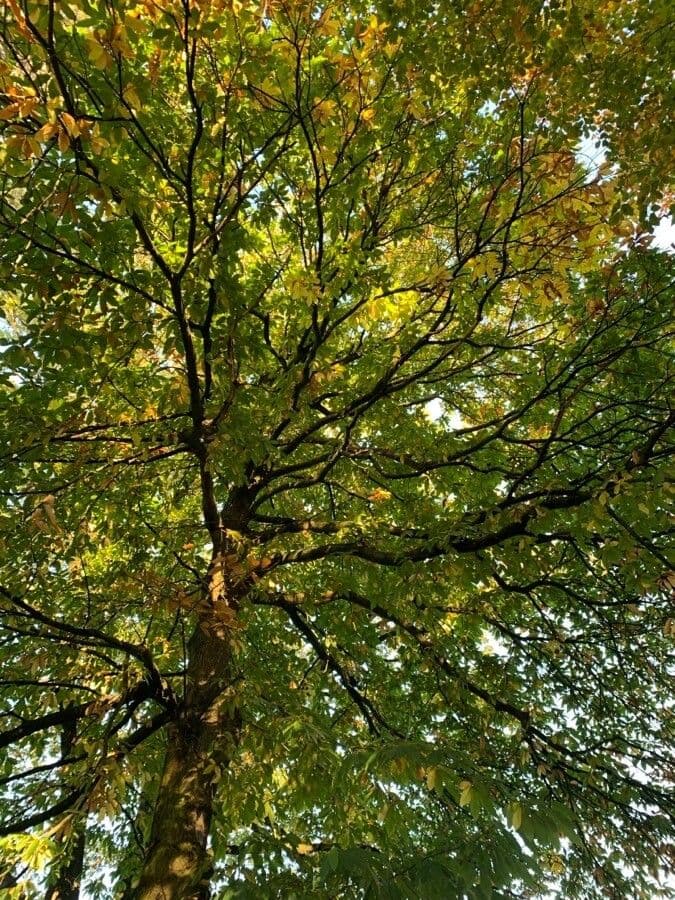 European chestnut 13