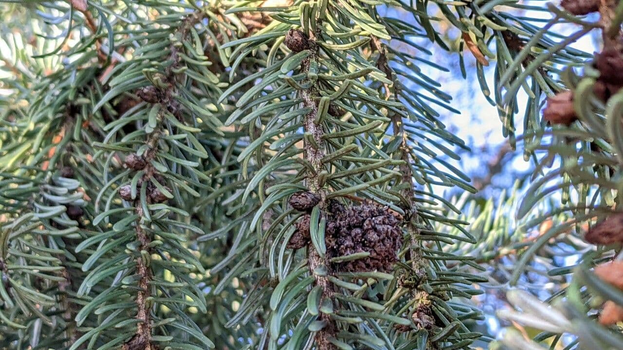 Serbian spruce 4