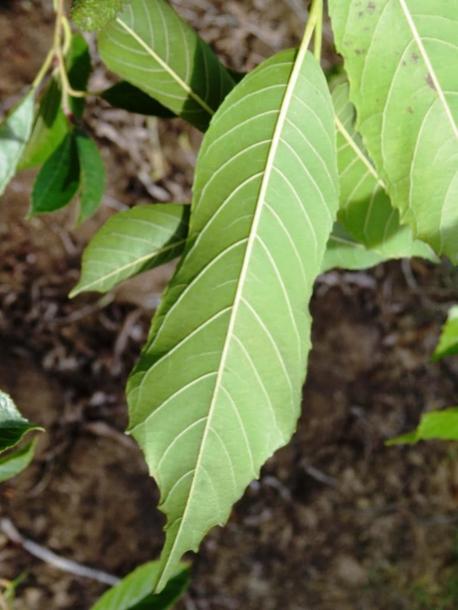 Alder 5