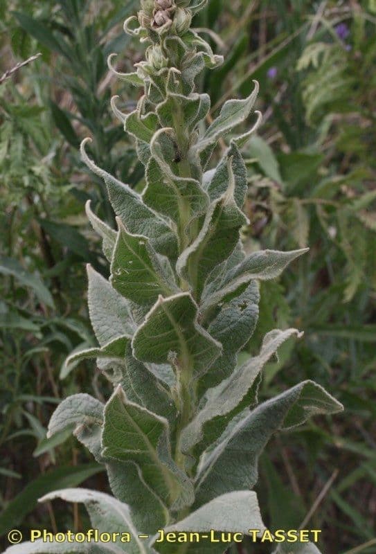 Dense-flower mullein 27