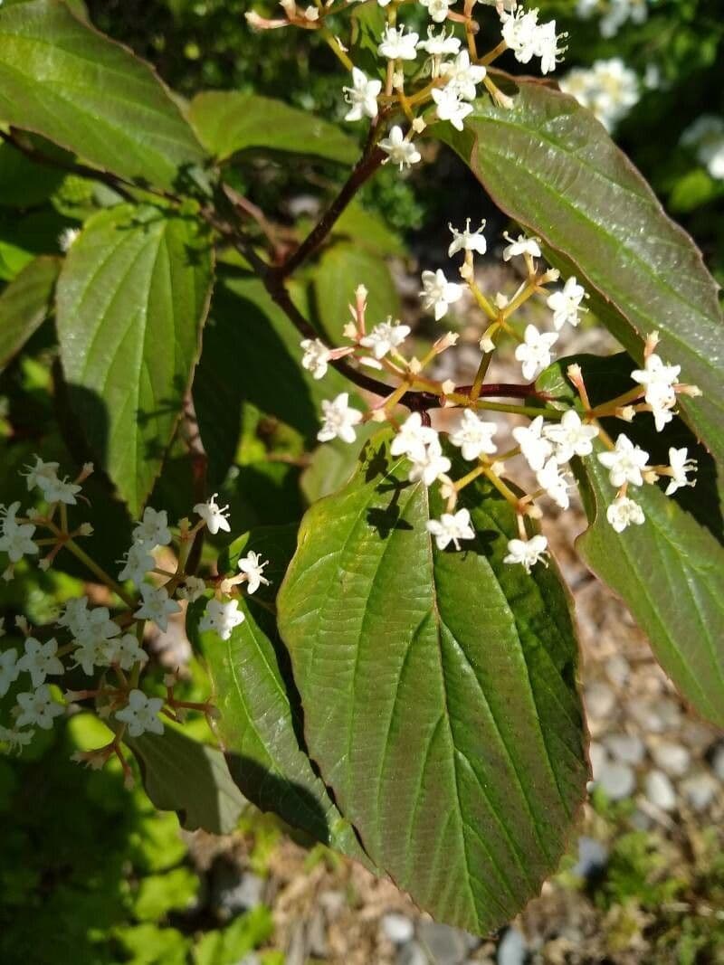 Tea-leaf viburnum 11