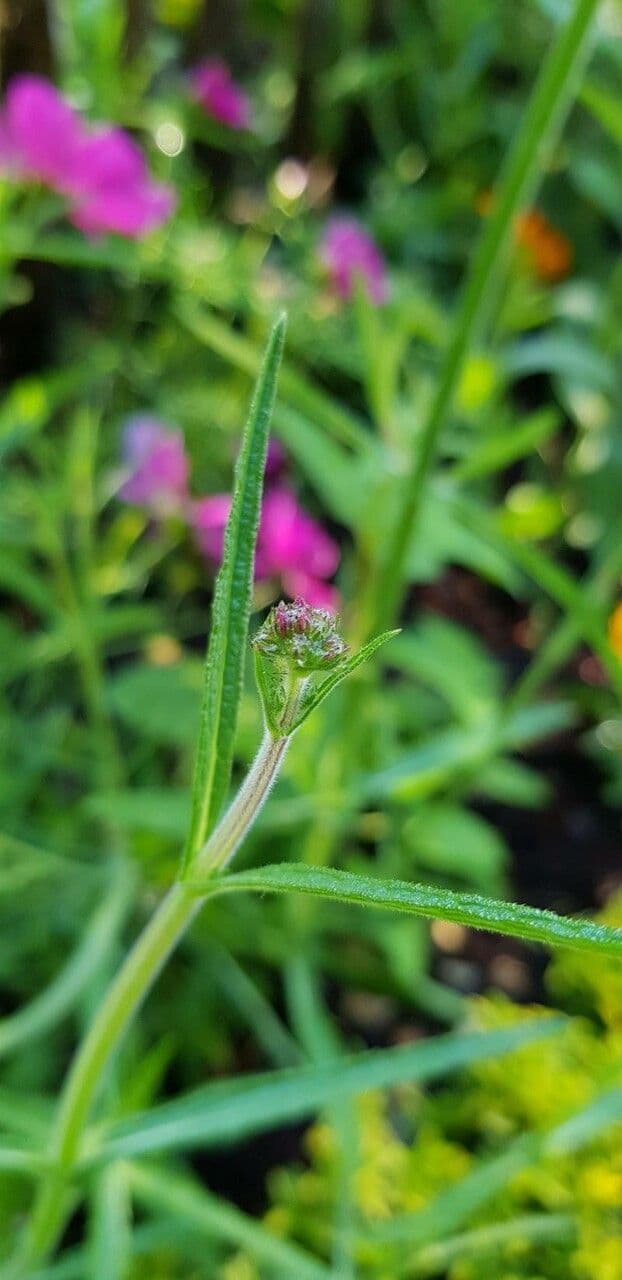 Argentine vervain 30