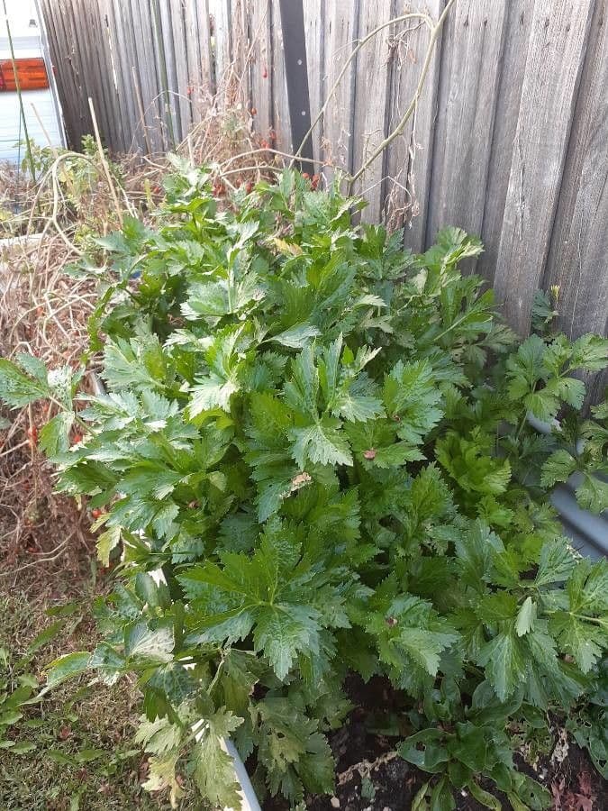 Celery 11