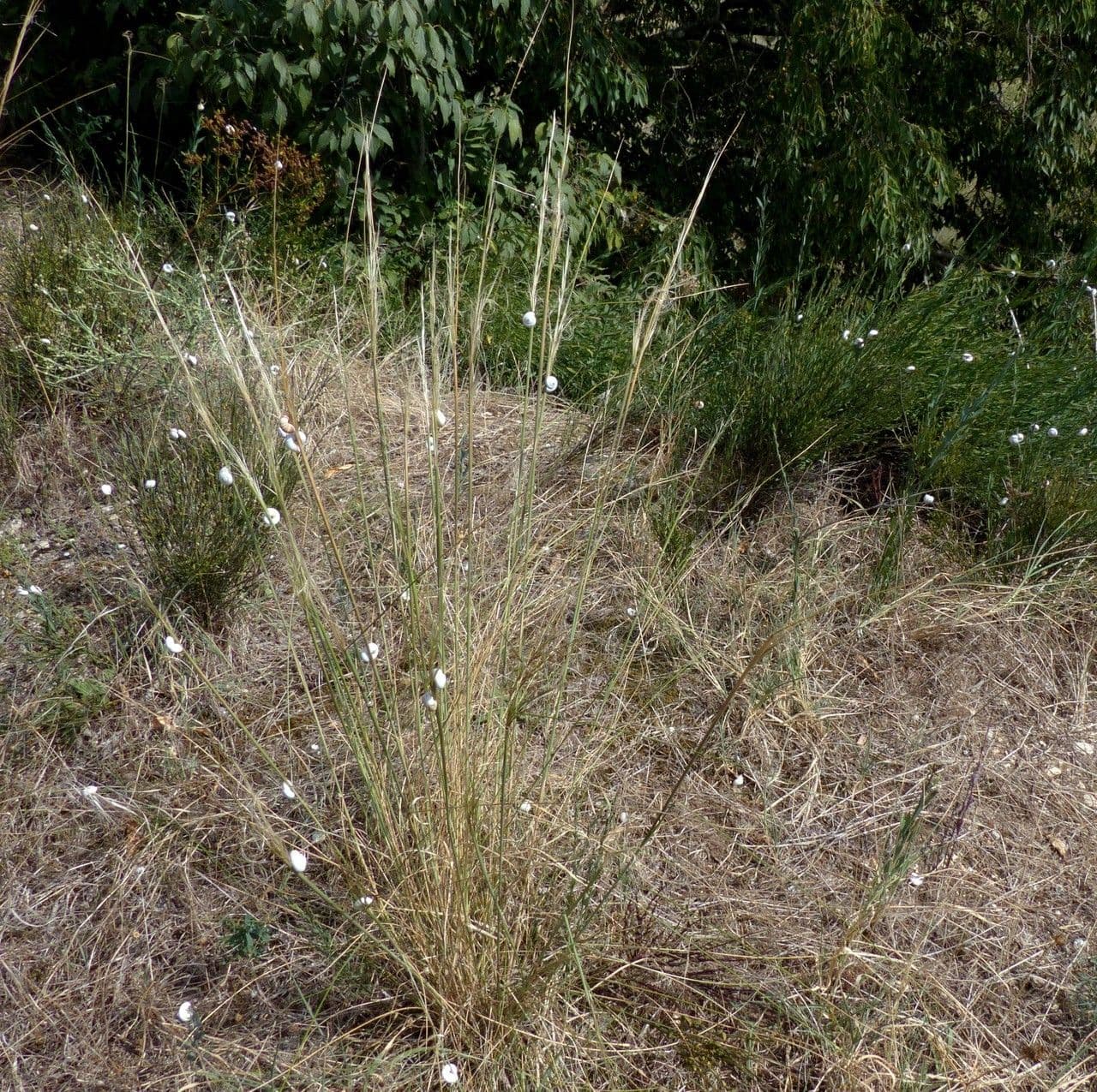 Dwarf feather grass 12