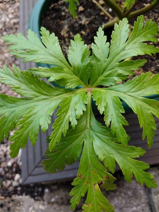 Giant herb-robert 13