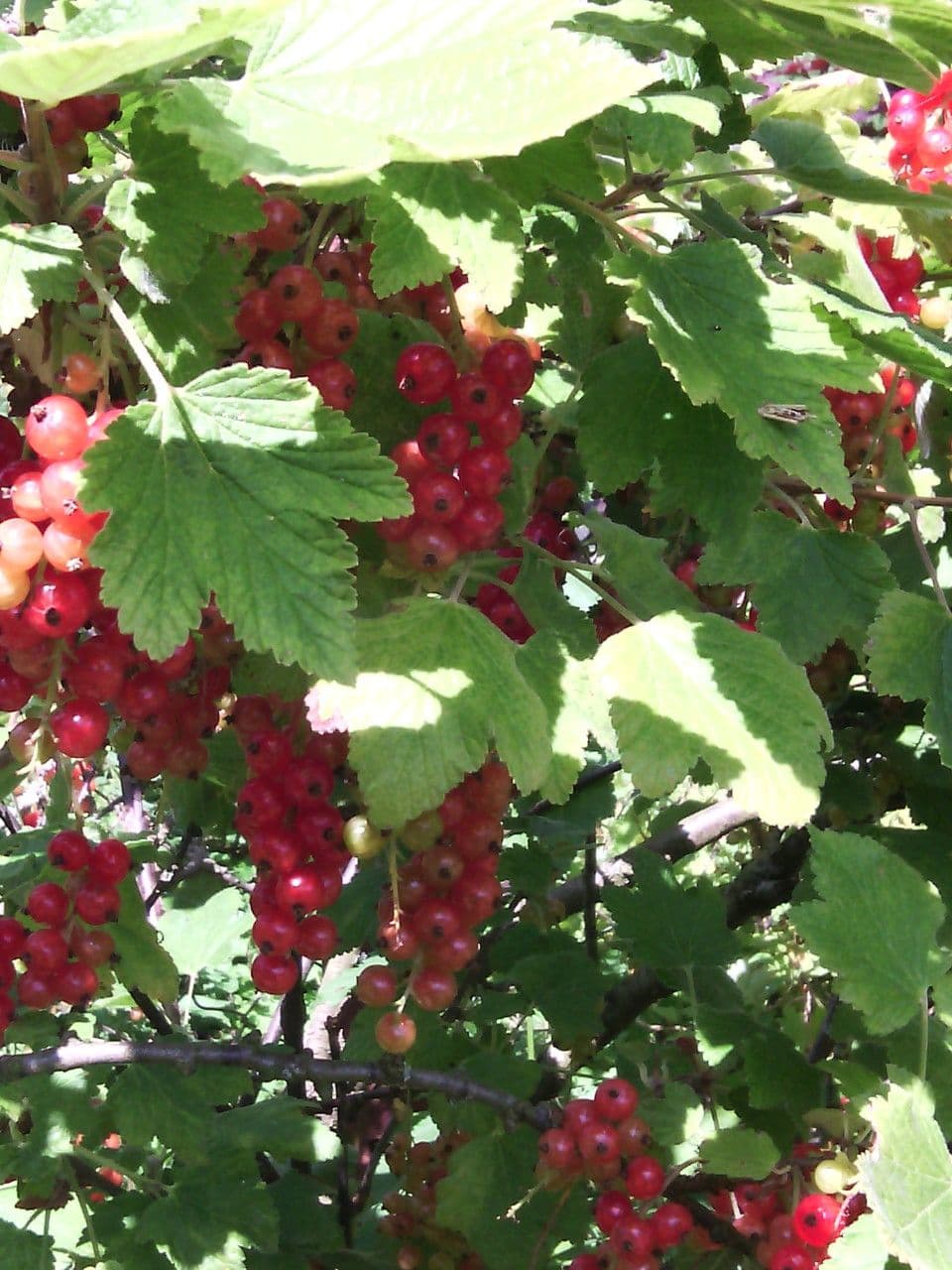 Garden currant