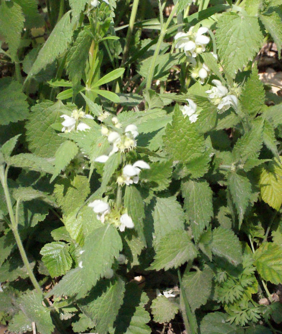 Deadnettle 10