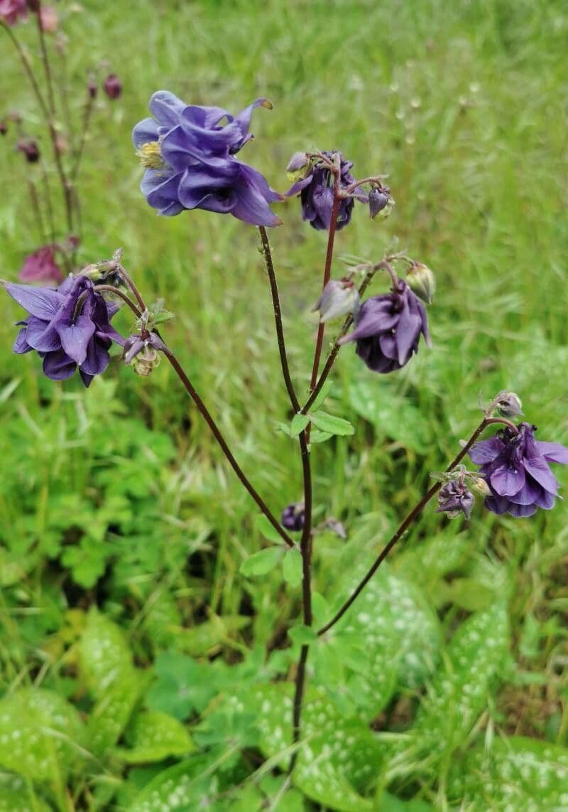 European columbine 29