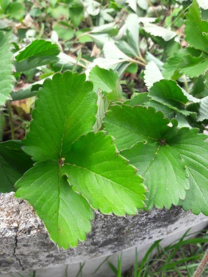 Alpine strawberry 17