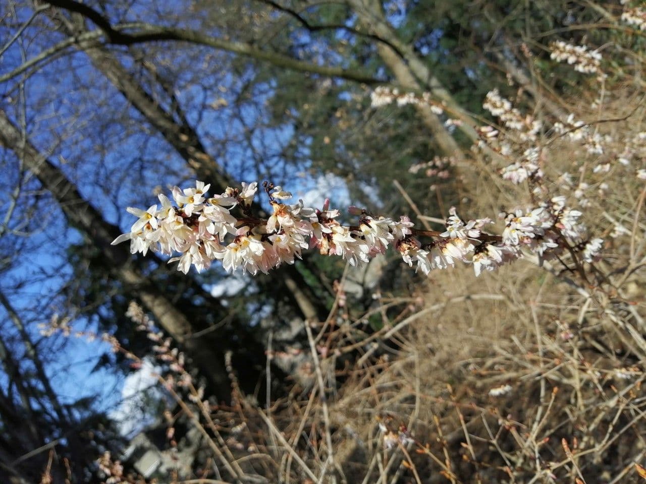 White-forsythia 5