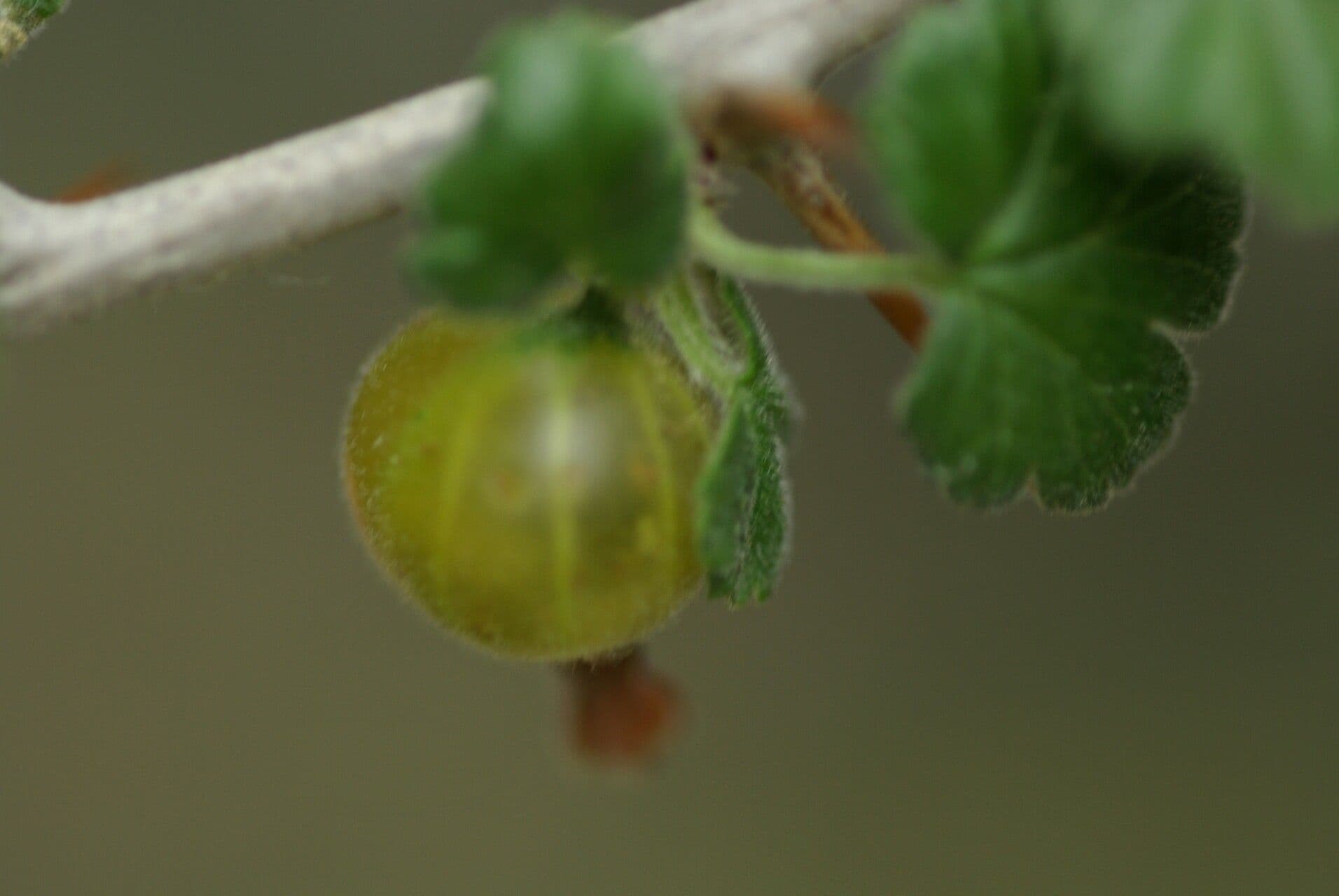European Gooseberry 2