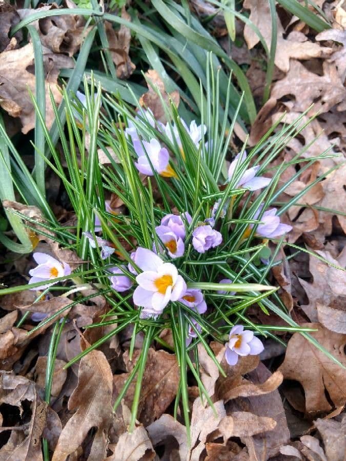 Early crocus 10
