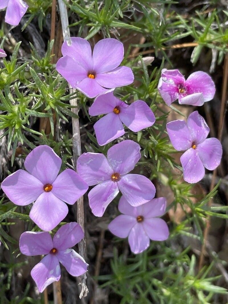 Spreading phlox