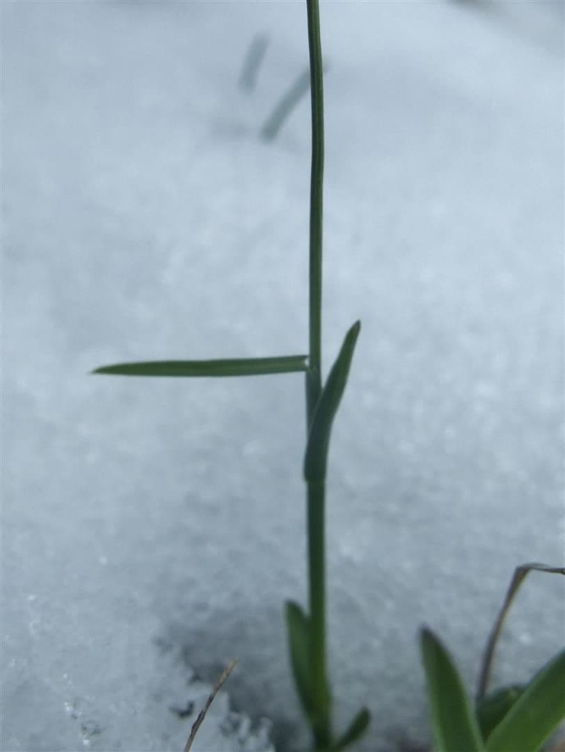 Blue moor grass 25