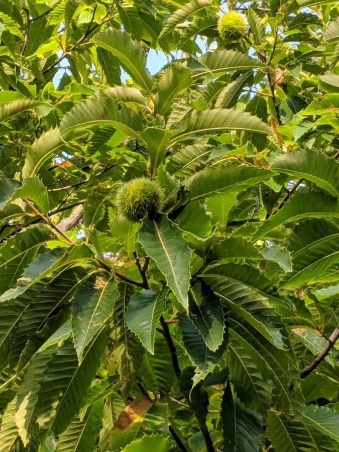 American chestnut 3
