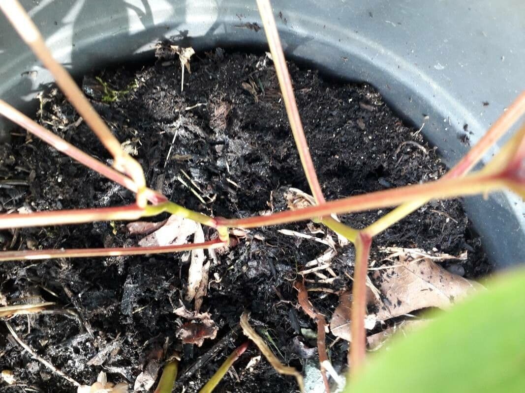 Common garden peony 22