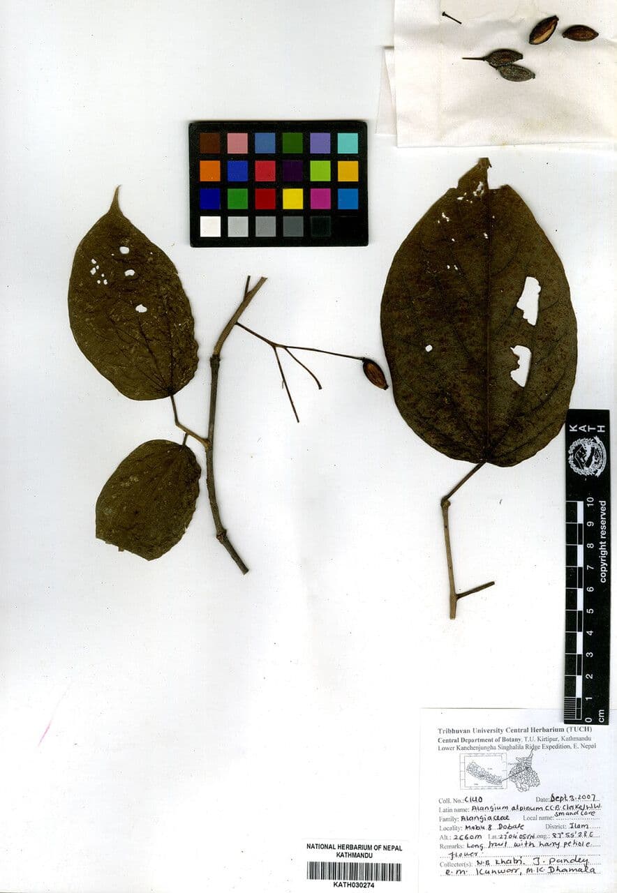 Alpine Alangium 4